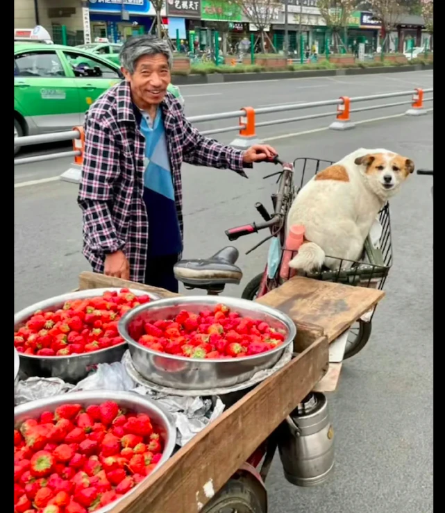 网友问卖草莓的大爷狗多少钱，他说是无价之宝，狗：我可不卖啊！