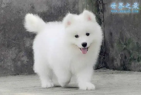 世界上最萌最可爱的狗狗排名，比熊犬与拉布拉多争冠（组图）