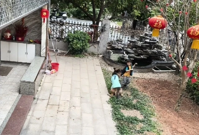 糯米：全网最聪明的狗，既当保姆又当保安，吸粉一千万火遍全网