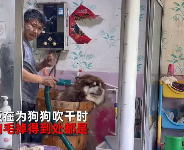 男子送阿拉斯加去洗澡，中途不放心看了一眼：感觉要被拉黑了呀