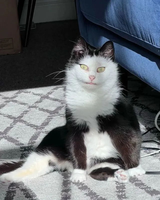 猫趣｜奶牛猫一身怪癖，虽长相可爱却无人爱，直到遇见了她