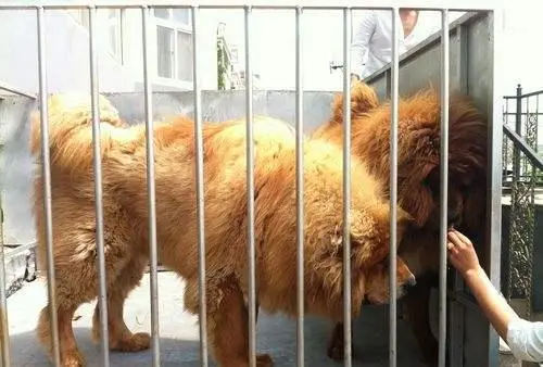 藏獒为何“走下神坛”？国宝设定是“骗局”？如今它们怎么样了？