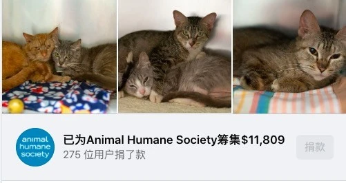 47只猫和主人挤在一辆车里住？这六月大热天，还好及时救下！