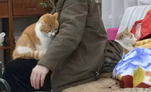 养猫有9个好处，网友：没骗你，养了才知道有多好