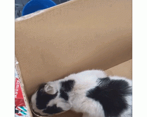 网友在超市逛着逛着，竟意外收获一只流浪猫，购物满额送猫？