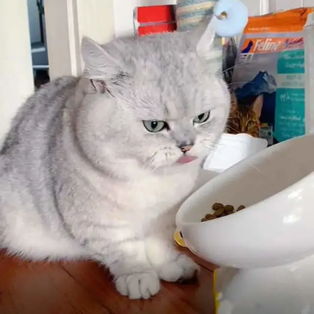 惊呆了！喵星人表演高难度炫饭特技！猫咪浑身的肉都在哆嗦～