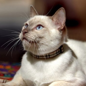 泰国报告全球首例“猫传人” 猫采样时打喷嚏将新冠传给兽医