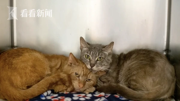 男子与47只猫高温天共住1辆车 美国警察“窒息”