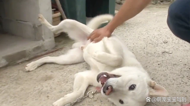 狗狗经常咬主人，却对陌生人很友好，这狗养了有什么用？