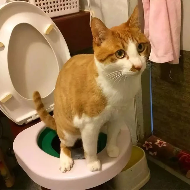 猫咪为什么一定要陪你上厕所？有5个原因，每一个原因都会感动你