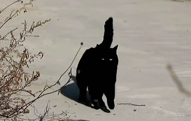 一年前救下的猫咪主动上门求收养，看到它的腿女子十分心疼！