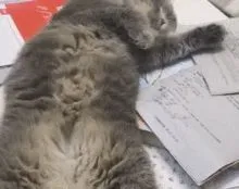 猫咪为啥就是喜欢坐在你用的东西上面，是故意打扰你吗？