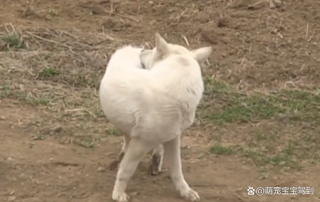 狗狗被人虐待，身子被铁丝分成两截，被救后认命了
