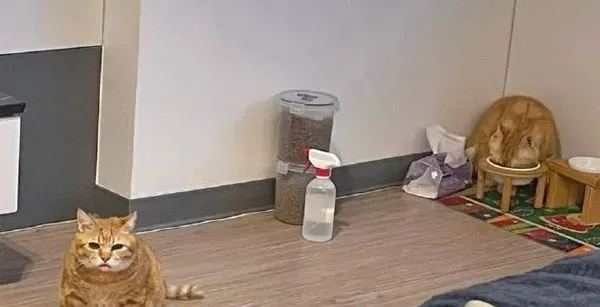 橘猫等主人回家喂饭，饿到不行直接跟碗架打起来…