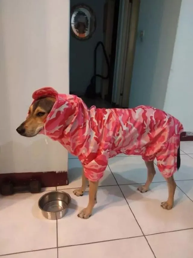 给狗买雨衣发错了款式，结果越看越熟悉，还有点饿了……