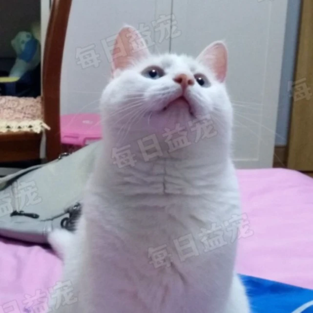 买了只田园猫回来，身边人都嘲笑它很土，不是品种猫就很差？