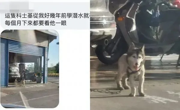 这狗的长相和身材比例成反比，网猜：一定是柯基害的！