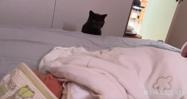 女主人生了小宝宝，狗狗和猫咪的反应截然不同，太搞笑了！