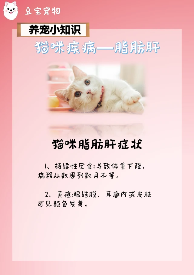 【豆宝小课堂】你知道吗？猫咪也会得脂肪肝！
