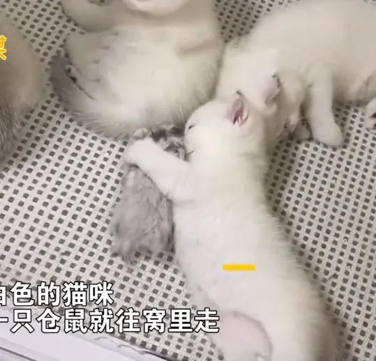 母猫将仓鼠叼在嘴里后，一直往窝里跑：脑袋不“灵光”了吗？