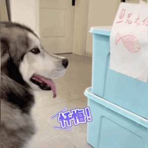 二哈把主人准备放生的鱼给吃了…气得主人直接立碑让它忏悔哈哈哈！