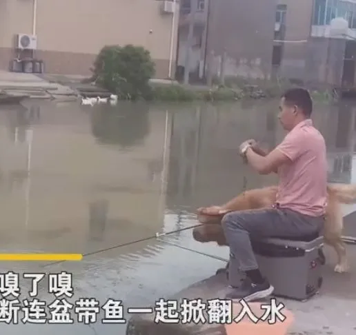 金毛趁主人不注意，将盆推到了河里：好家伙，你可真是暖男呀