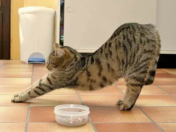 猫咪睡醒后“伸懒腰”的原因，你知道吗？