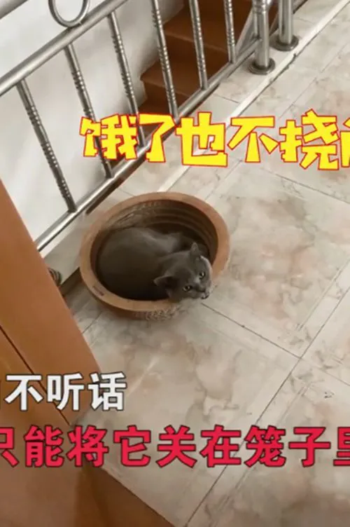 猫咪走丢了3个多月，再回来后性格都变了：外面也太苦了