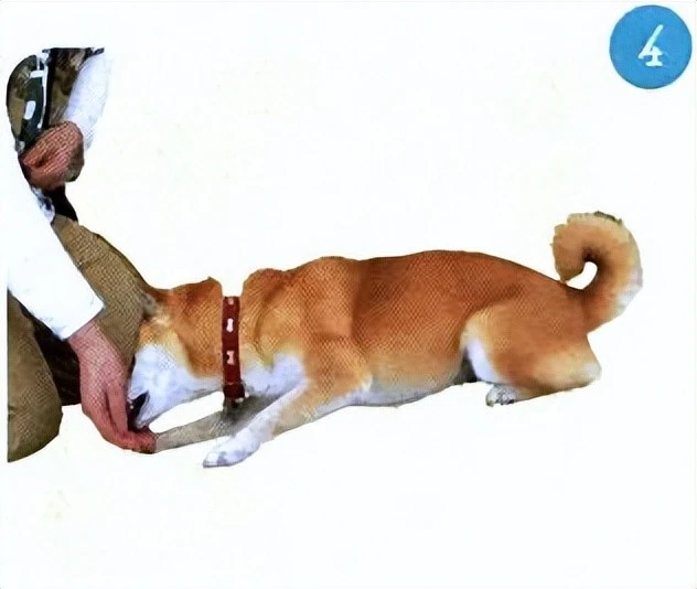 如何训练柴犬趴下？柴犬“趴下”训练方法步骤详解