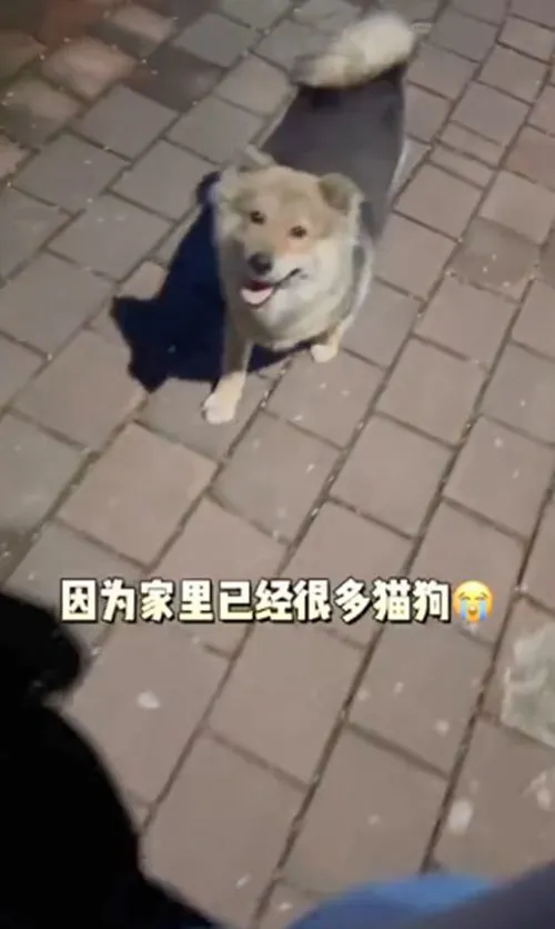 怀孕母犬赖上了夫妻俩，一直紧跟着不离开：可以带我一起走吗？
