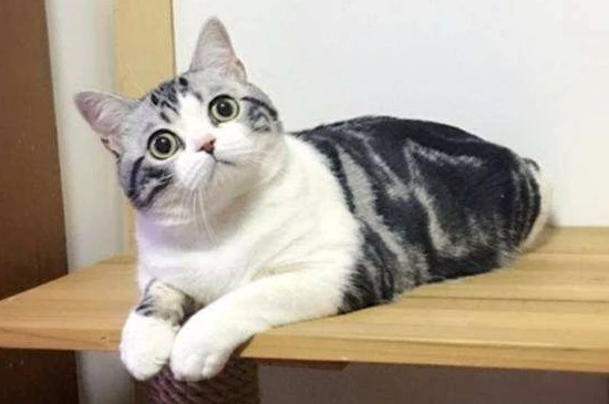 猫咪弓着背是什么意思？
