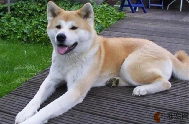 常见犬种的身价列表，狗狗不同级别价格大全