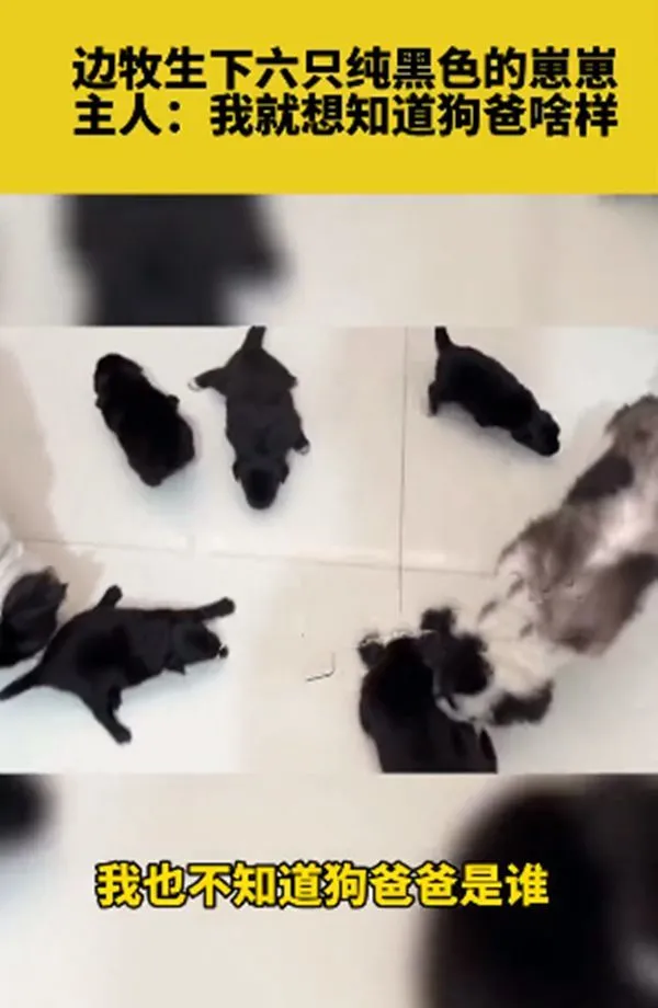边牧怀孕生下6只幼崽，主人有些语塞：这爹的基因也太强大了吧？