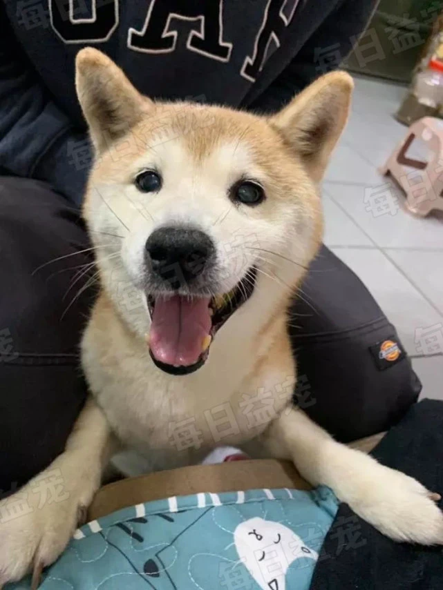 14岁柴犬患老年痴呆，主人不离不弃陪伴左右：感谢它来到身边