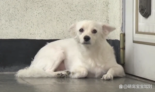 狗狗苦等主人三个月，主人重病忘记了一切却唯独记得它