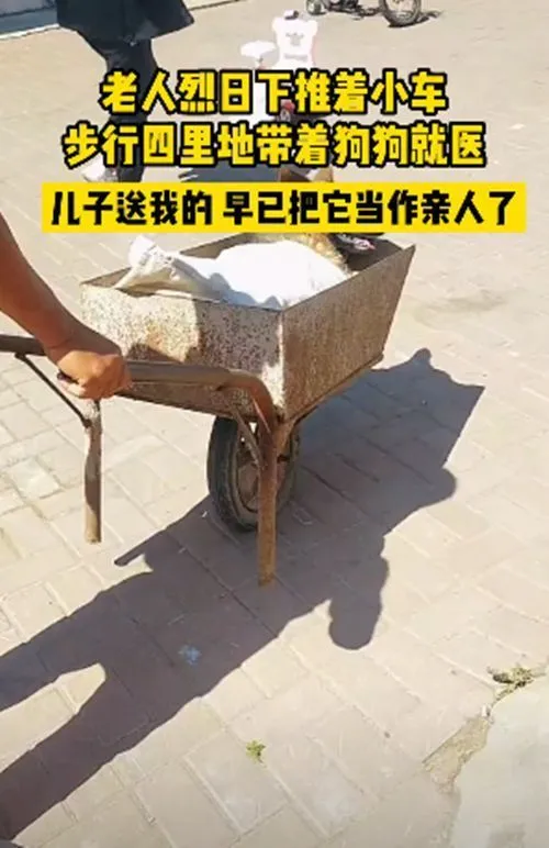 老人烈日下推车，徒步4里送狗狗就医：早当成自己的家人了