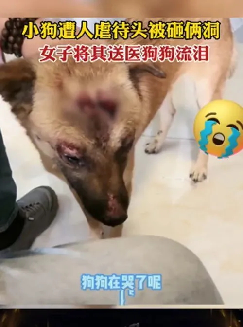 马路上有人用榔头“虐狗”，女子制止并送去就医：我会把你治好的