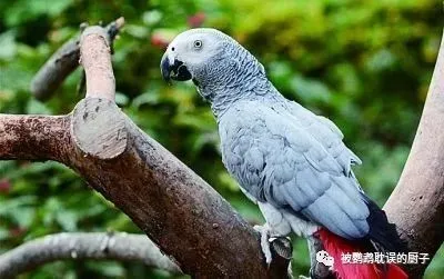 灰鹦鹉有5个致命缺点，看完你还想养它吗？