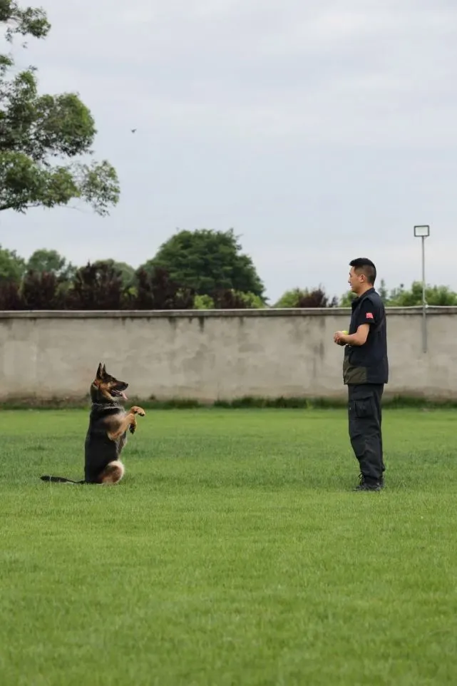 探访这群“孤勇者”，撸一撸战斗力爆表的警犬！