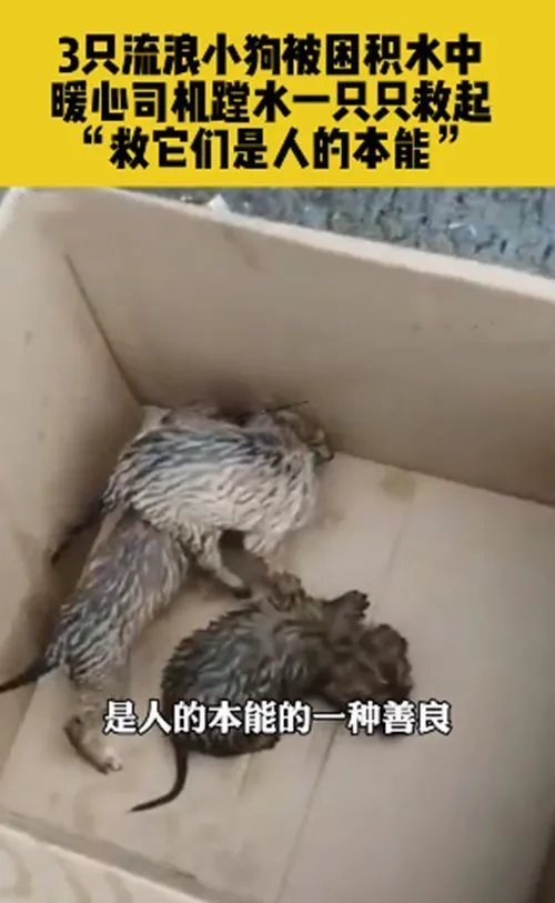 3只流浪狗被困积水中，好心司机下车相救：救下狗狗是人的本能