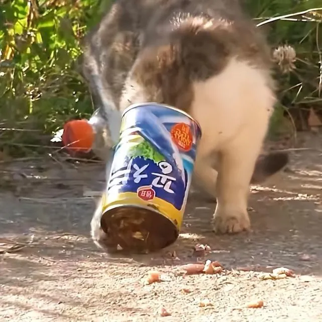 为了一口食物，猫咪头部被卡罐头数日