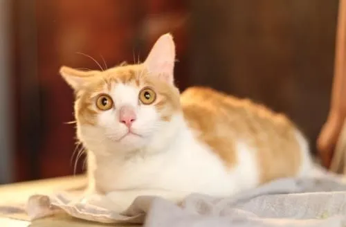 怎么能让猫咪发腮？吃猫冻干猫粮