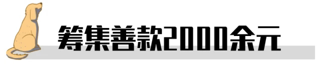 200多只流浪狗面临断粮！丽江高中毕业生为其上街宣讲筹钱……