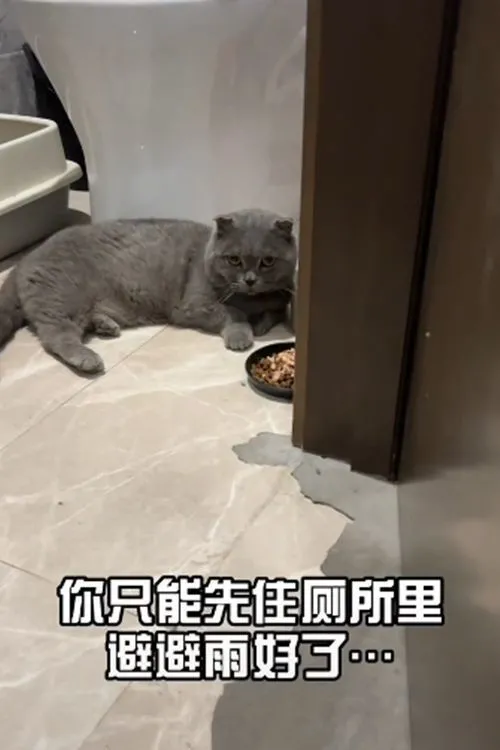 废弃家具后藏着一只小猫，女子看清猫的模样后很无奈：还是只折耳