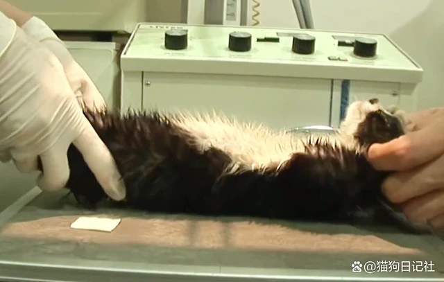 善良的流浪猫见义勇为，引人带路去救被困的小动物！