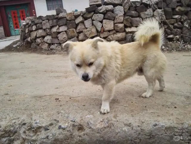 奶奶养的田园犬，寄养到30公里外的地方，是怎么找到家的