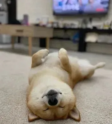 听到要带它出门散步，柴犬却绕客厅躲猫猫：来抓我呀！