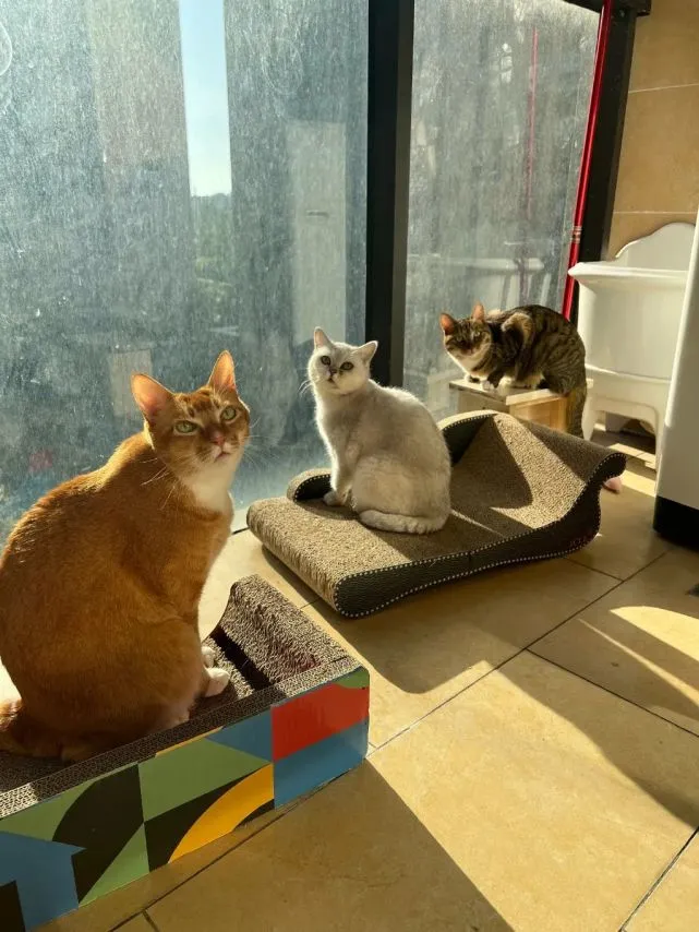 猫咪：是陪伴，是责任，是治愈