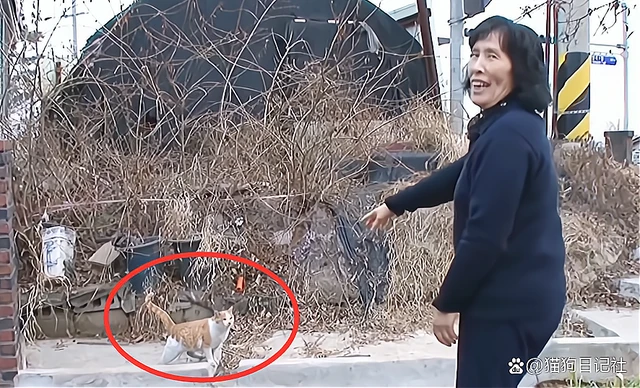 猫咪为报喂养之恩，每天都给老奶奶送礼物，真的太体贴了！