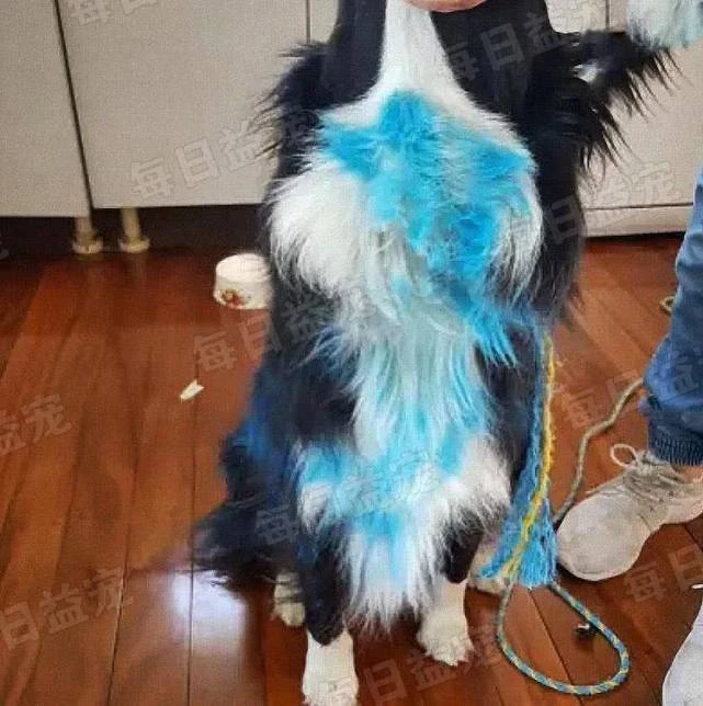 狗狗玩耍遇绑架，隔天在路边被发现，捆得像粽子全身喷蓝漆